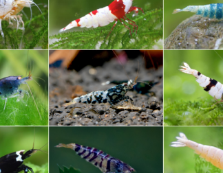 CARIDINA SHRIMP