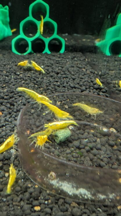 24k Yellow Neocaridina Shrimp - Image 6
