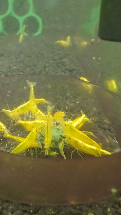 24k Yellow Neocaridina Shrimp - Image 5