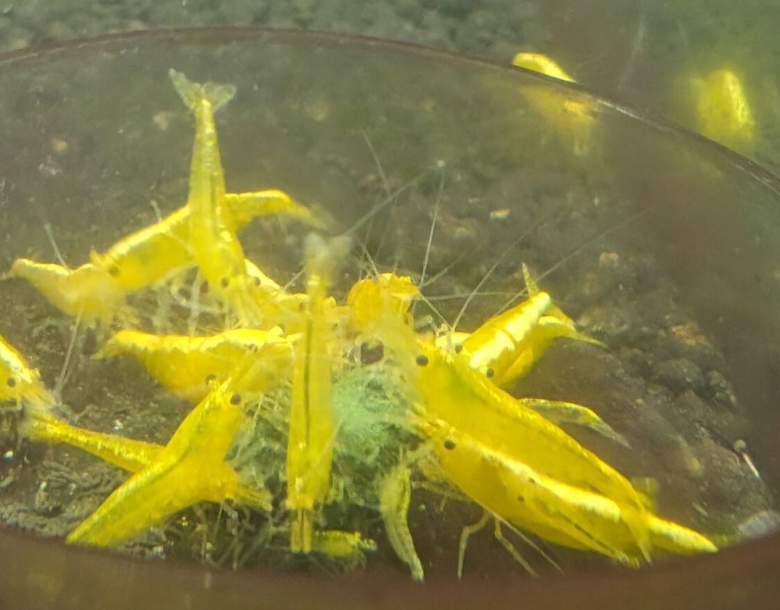 24k Yellow Neocaridina Shrimp - Image 5
