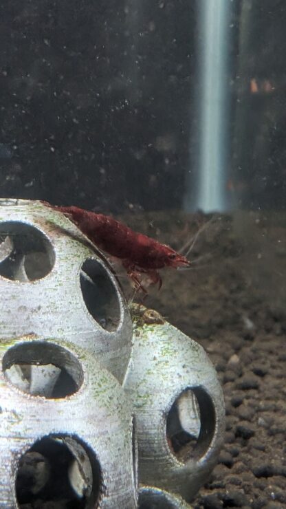 Red Cherry Neocaridina Shrimp - Image 2