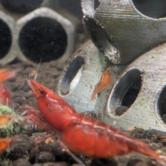 Red Cherry Neocaridina Shrimp