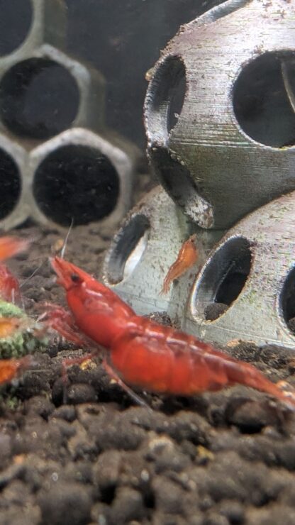 Red Cherry Neocaridina Shrimp