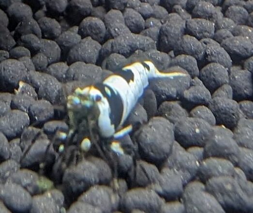 Crystal Black Shrimp - Image 3