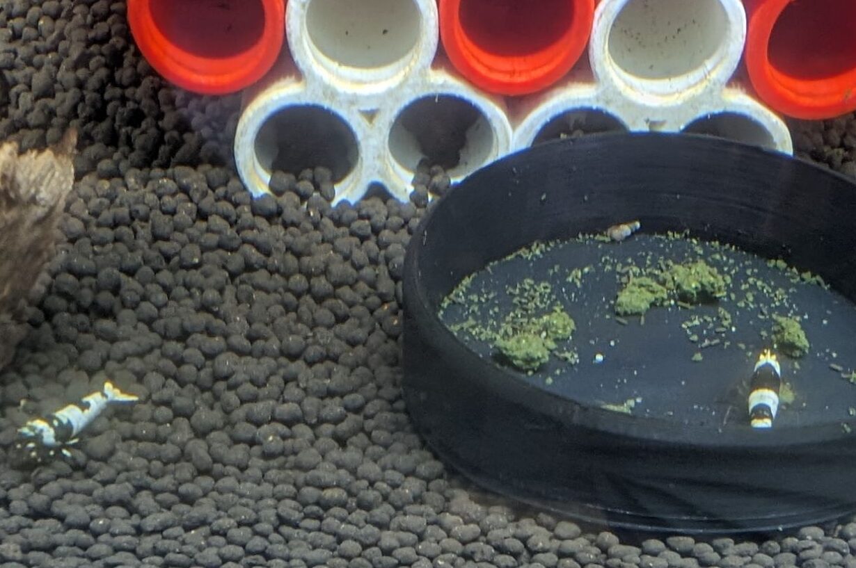 Crystal Black Shrimp - Image 4