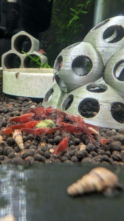 Red Cherry Neocaridina Shrimp - Image 7