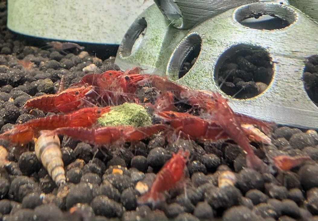 Red Cherry Neocaridina Shrimp - Image 2