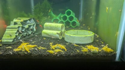24k Yellow Neocaridina Shrimp - Image 7