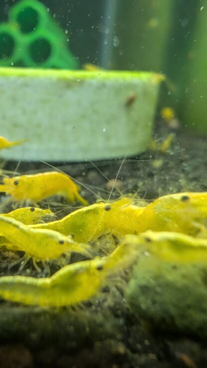 24k Yellow Neocaridina Shrimp - Image 2