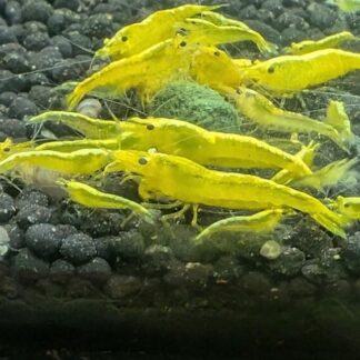 24k Yellow Neocaridina Shrimp