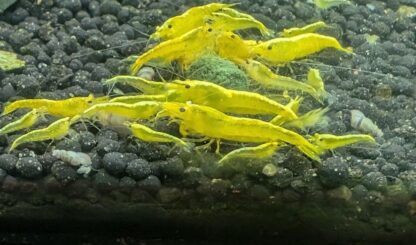 24k Yellow Neocaridina Shrimp