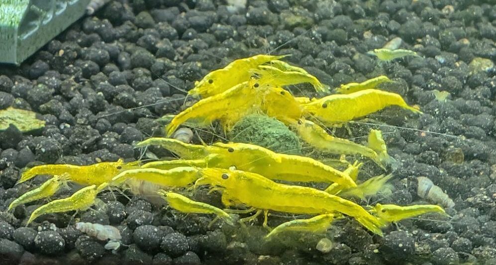 24k Yellow Neocaridina Shrimp - Image 3