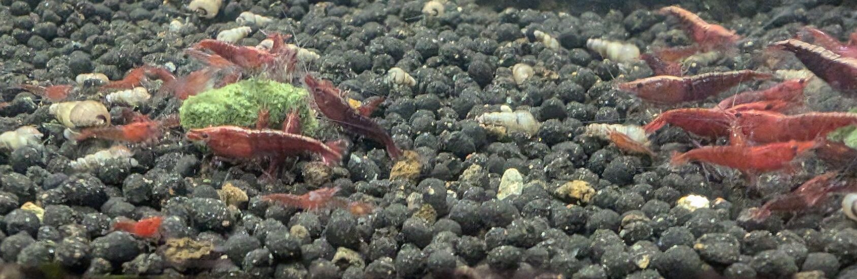 Red Cherry Neocaridina Shrimp - Image 5