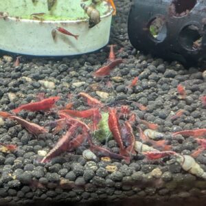 Red Cherry Neocaridina Shrimp