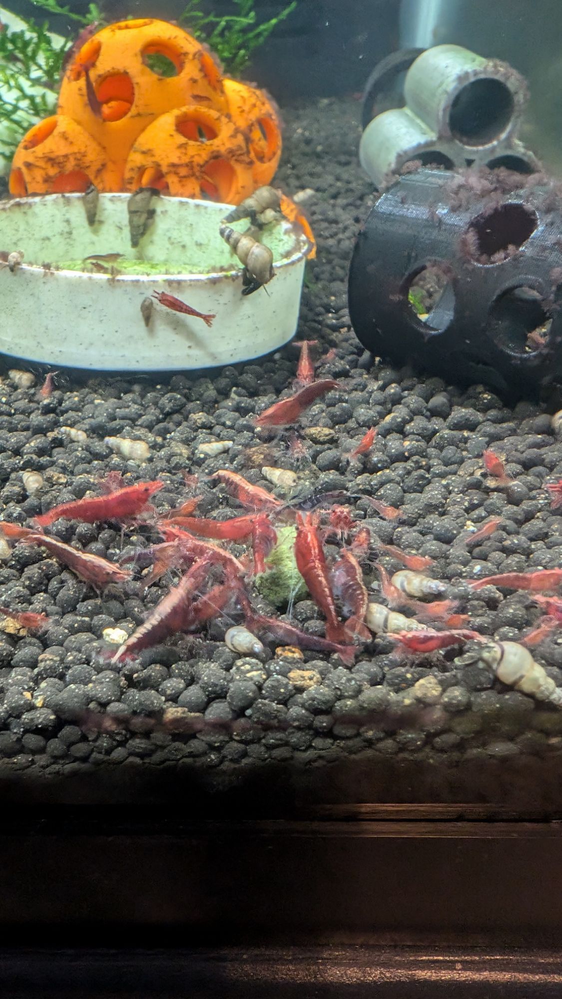 Red Cherry Neocaridina Shrimp