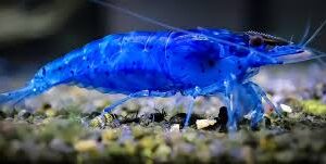 Ocean Blue NeoCaridina Shrimp – Vibrant Freshwater Gems