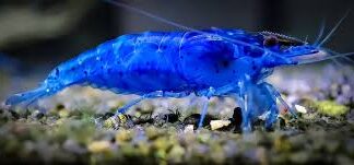 Ocean Blue NeoCaridina Shrimp – Vibrant Freshwater Gems