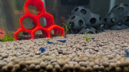 Ocean Blue NeoCaridina Shrimp – Vibrant Freshwater Gems - Image 4