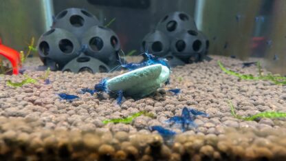 Ocean Blue NeoCaridina Shrimp – Vibrant Freshwater Gems - Image 3