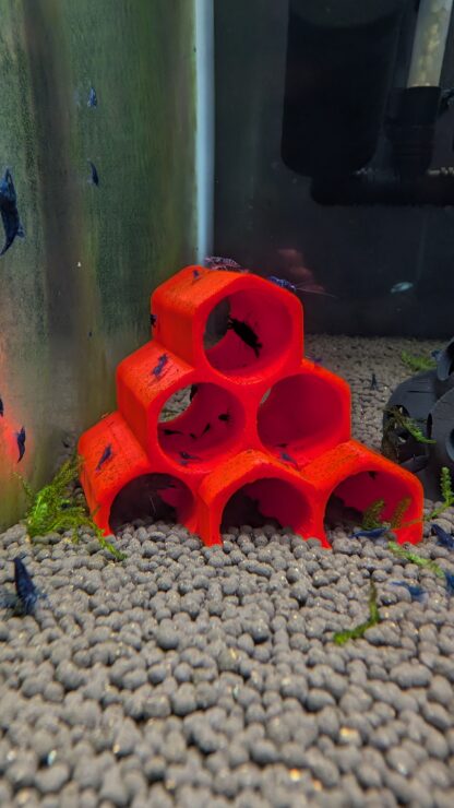 Ocean Blue NeoCaridina Shrimp – Vibrant Freshwater Gems - Image 2