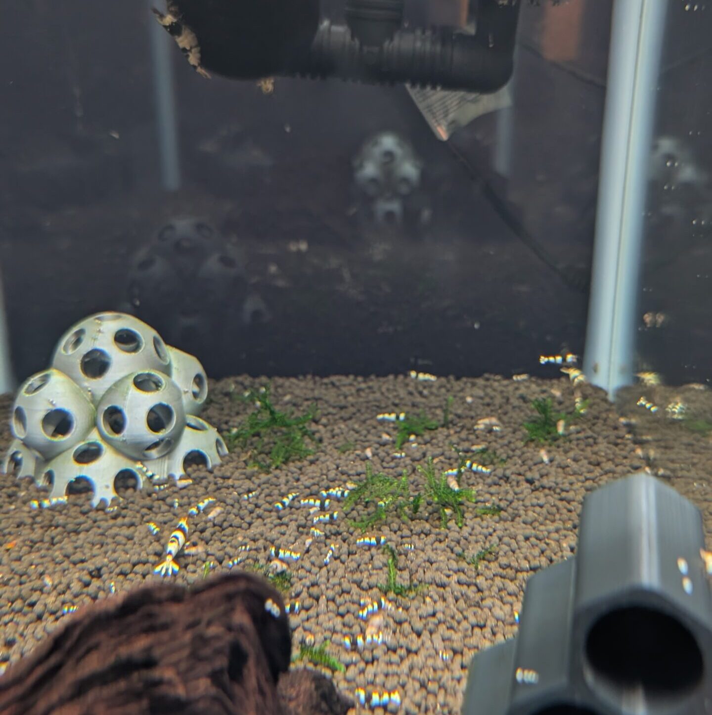 Crystal Black Shrimp - Image 2