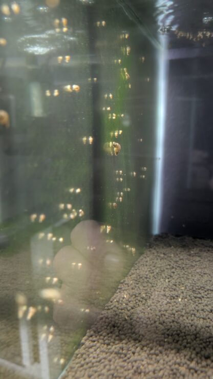 Malaysian Trumpet Snails – Natural Clean-Up Crew for Your Aquarium