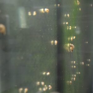 Malaysian Trumpet Snails – Natural Clean-Up Crew for Your Aquarium