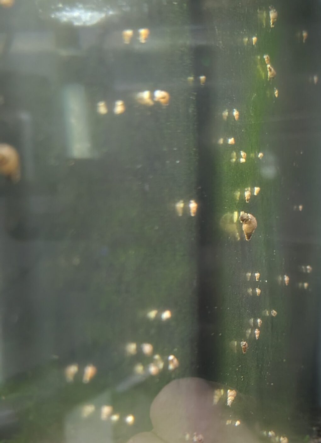 Malaysian Trumpet Snails – Natural Clean-Up Crew for Your Aquarium