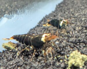 American_Raised_Black_Ninja