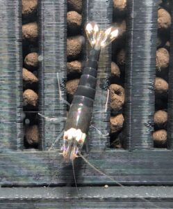 American_Raised_Black_Ninja