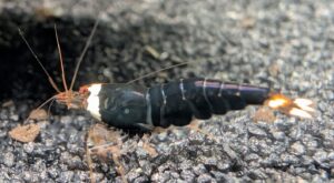 American_Raised_Black_Ninja